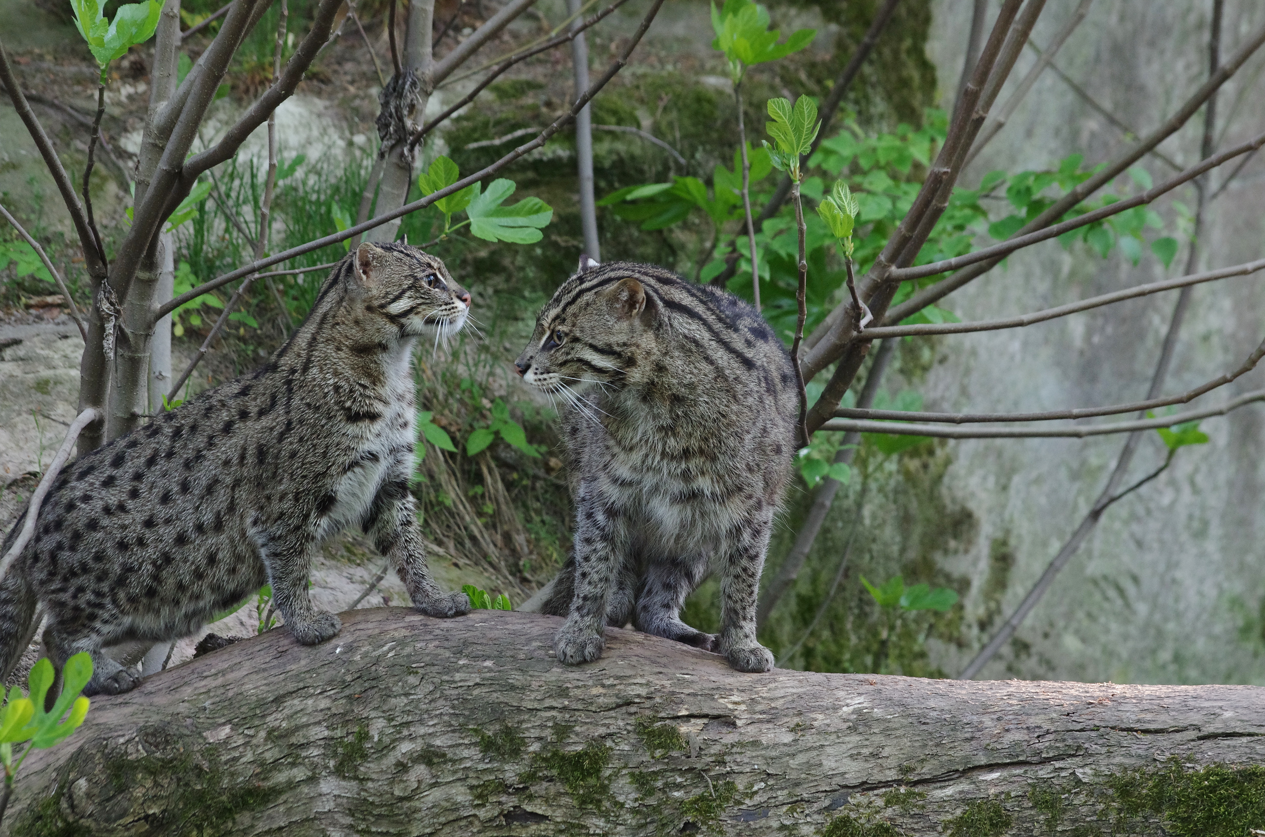 Fischkatzen Ratu und Singha in ihrem Gehege im Tiergarten der Stadt Nürnberg.