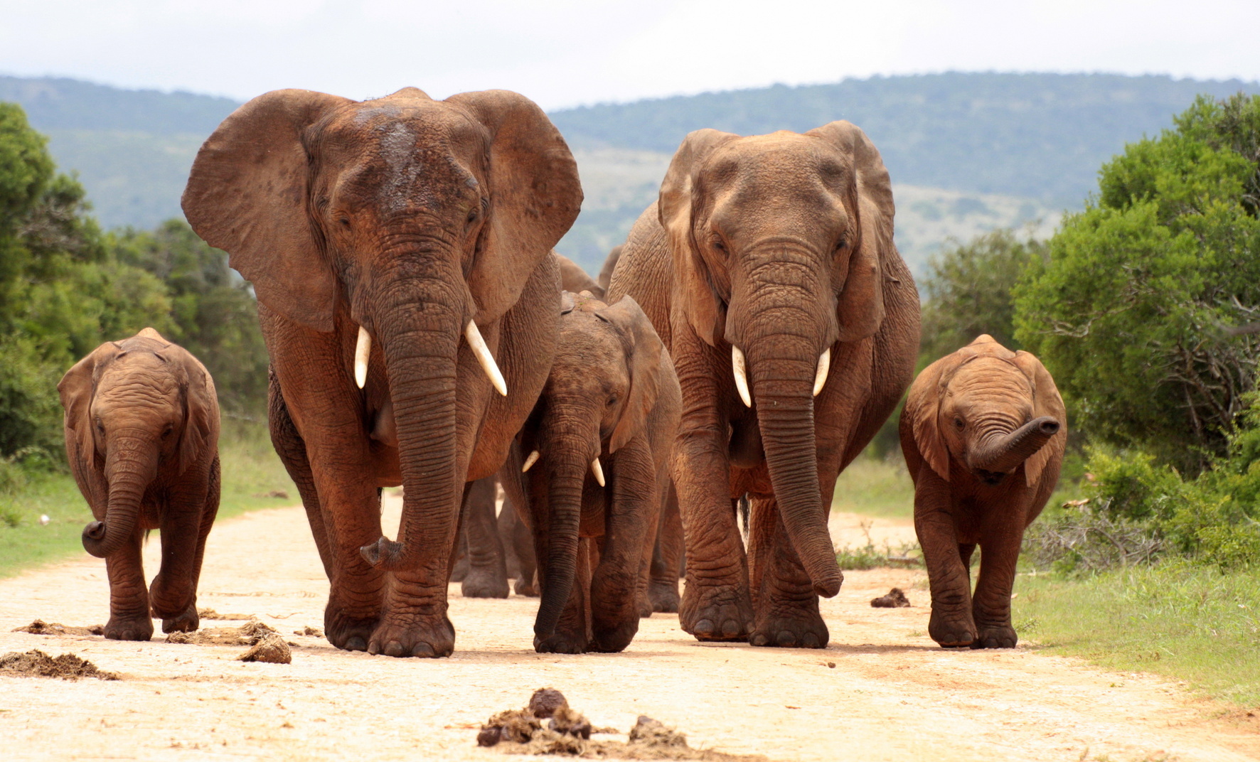 Wilderer in Afrika töten pro Jahr zirka 30.000 Elefanten.