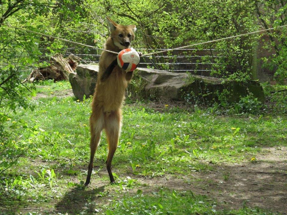 Im Tiergarten der Stadt Nürnberg spielt ein Mähnenwolf mit einem Ball, der auf einem Seil läuft, das durch das Gehege gespannt ist.