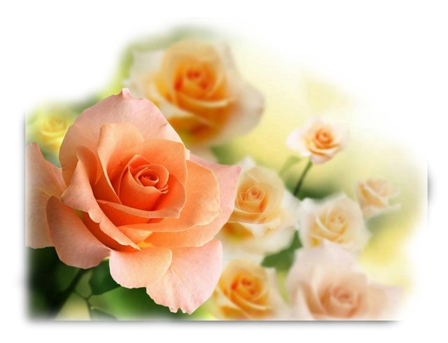 Rosenaquarell