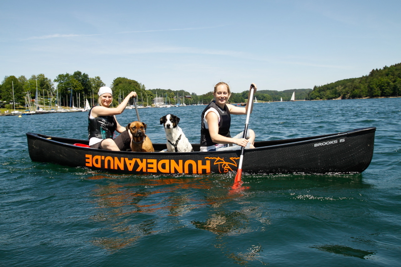 Wenn die Hunde sich vertragen, macht eine Kanufahrt in der Gruppe viel mehr Spaß.