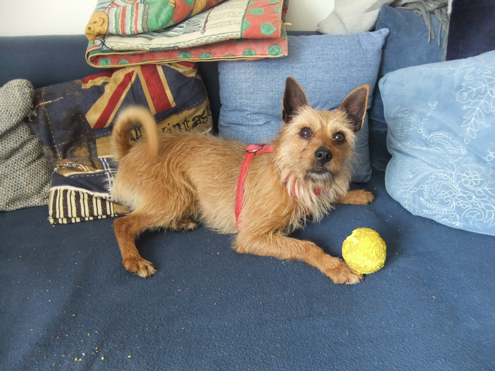 Tierschutzverein Hunde aus dem Süden e.V. sucht neue Herrchen - Nürnberg