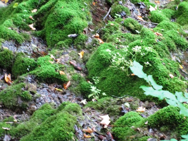 Sinter-Terrassen