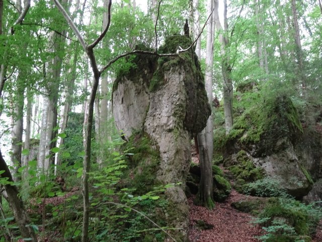 Durch wunderschöne Wälder... (Foto: privat)