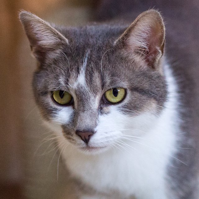 Rita ist eine echte Kuschelmieze.