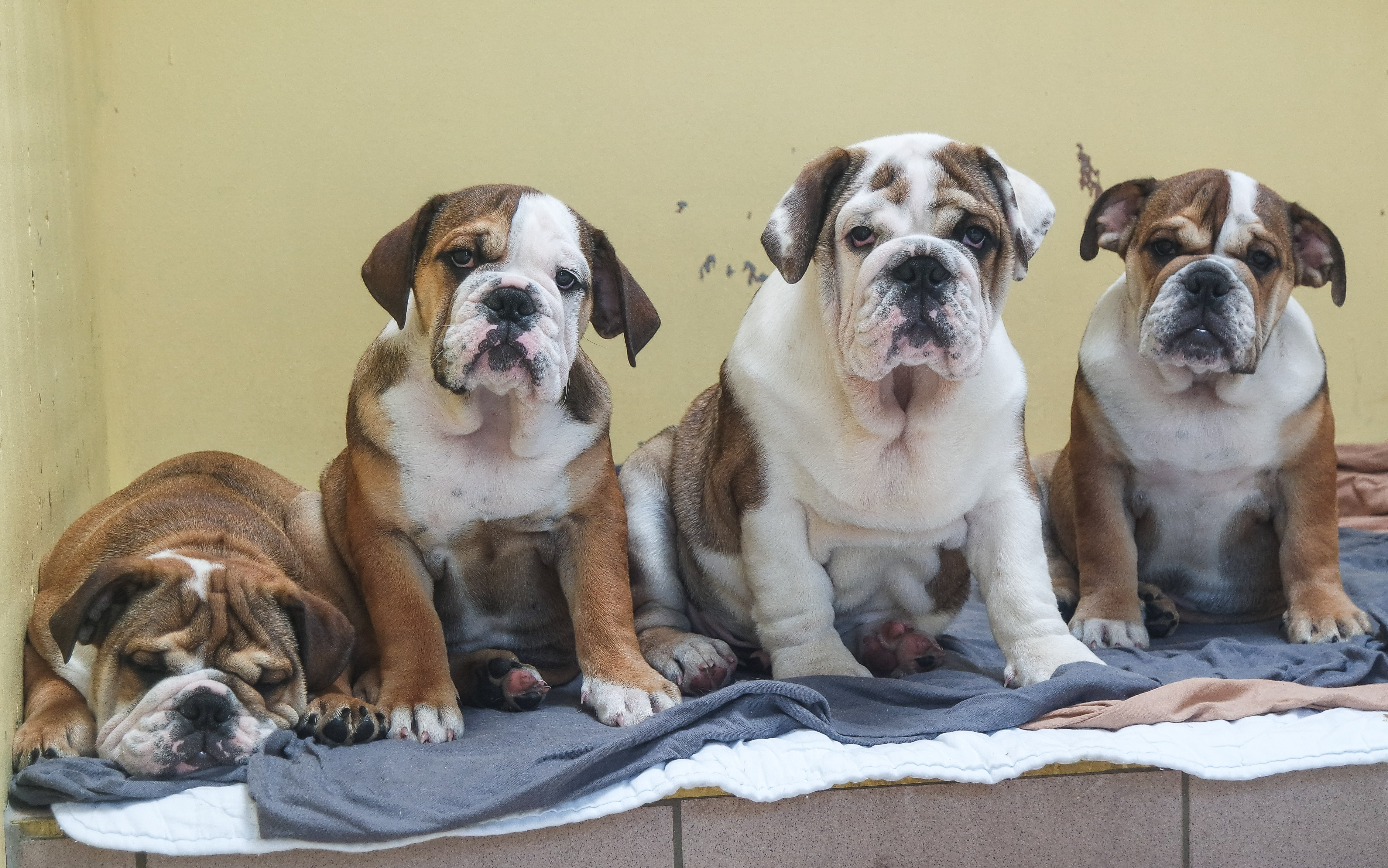 Illegaler Welpentransport: Vier englische Bulldoggen.