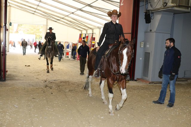 Pressevorbesichtigung Faszination Pferd und Heimtier Messe - 28.10. bis 1.November 2016. | Foto: Udo Dreier