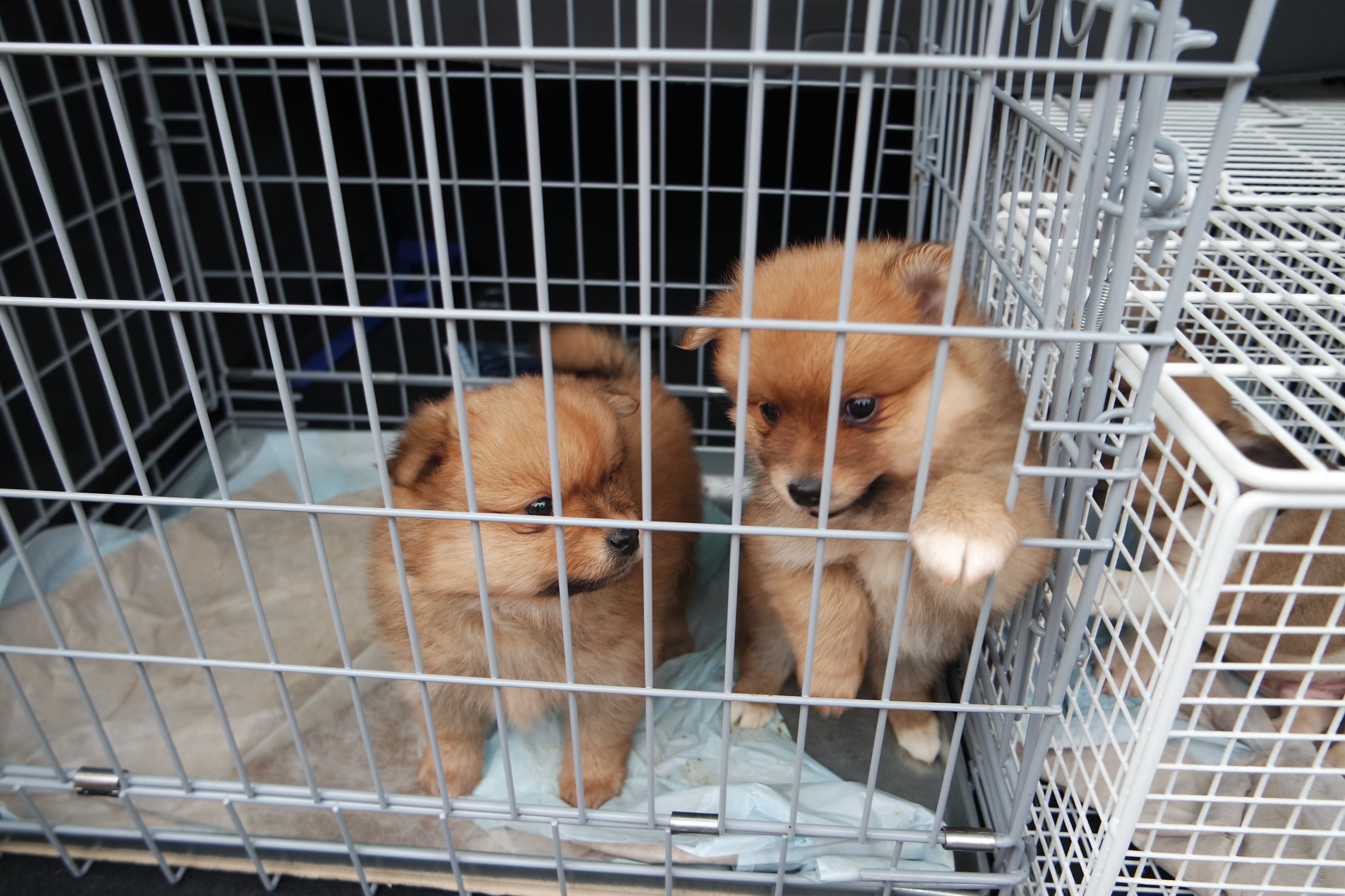 Zwei Spitz-Welpen aus dem mittlerweile achten illegalen Welpentransport.