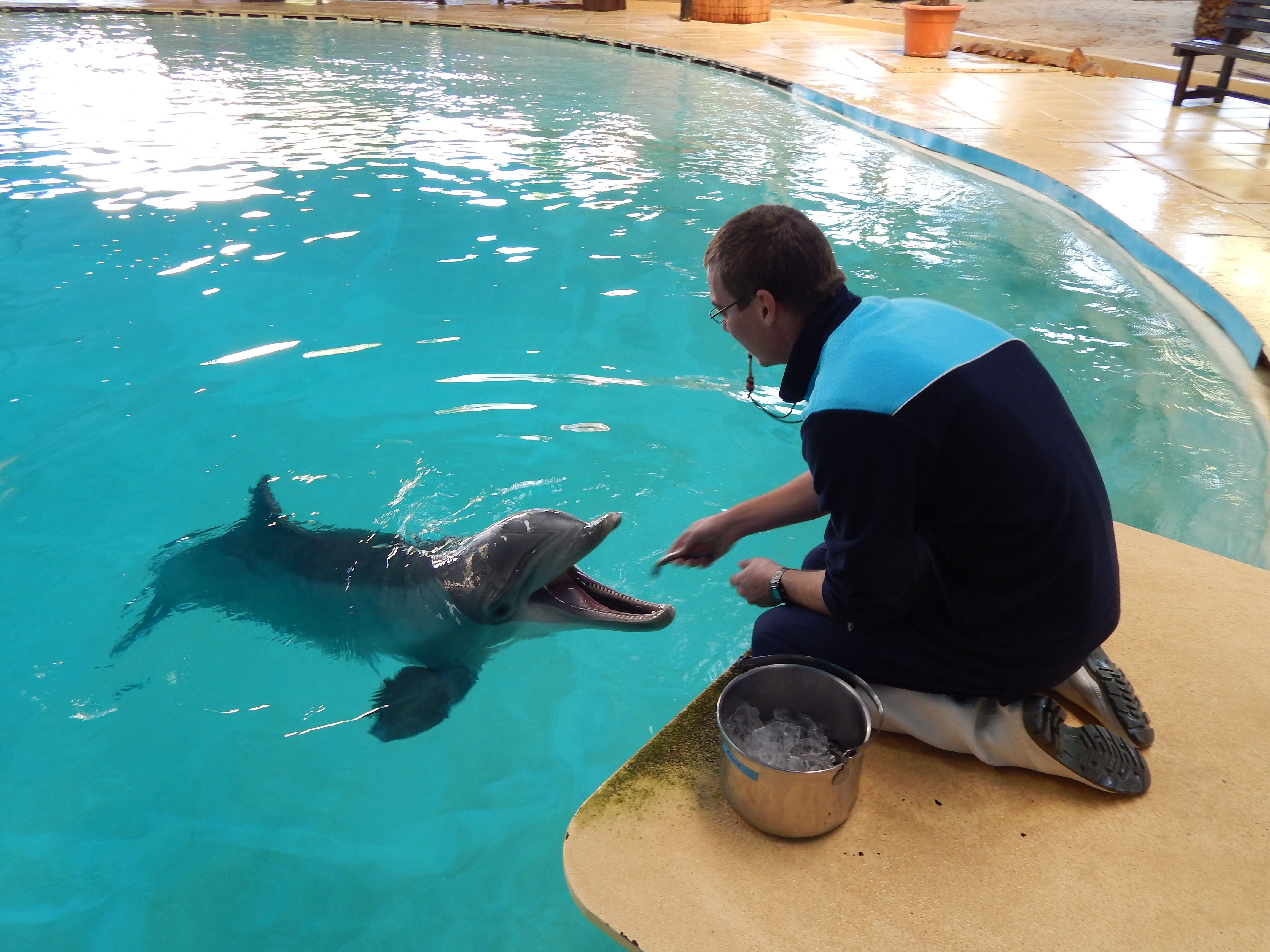 Der Nürnberger Tierpfleger Karsten Hermann mit Delphin Arnie in Zoomarine Portugal.