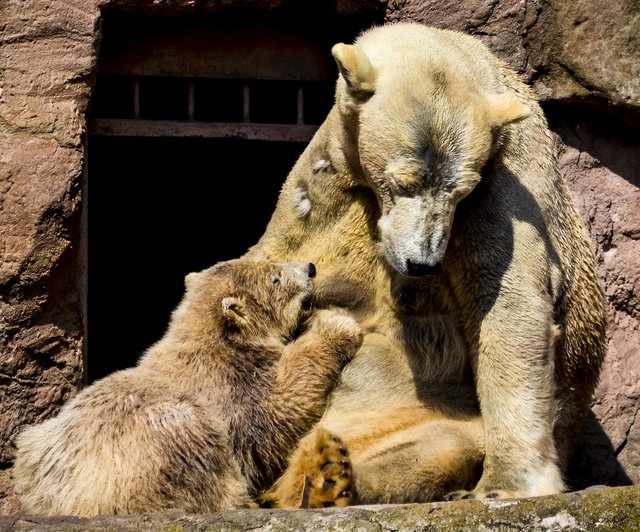 Im Laufe des Jahres wird das im November 2014 geborene Eisbärweibchen Charlotte (hier bei einem ihrer ersten Ausflüge ins Freie mit ihrer Mutter) den Tiergarten verlassen.