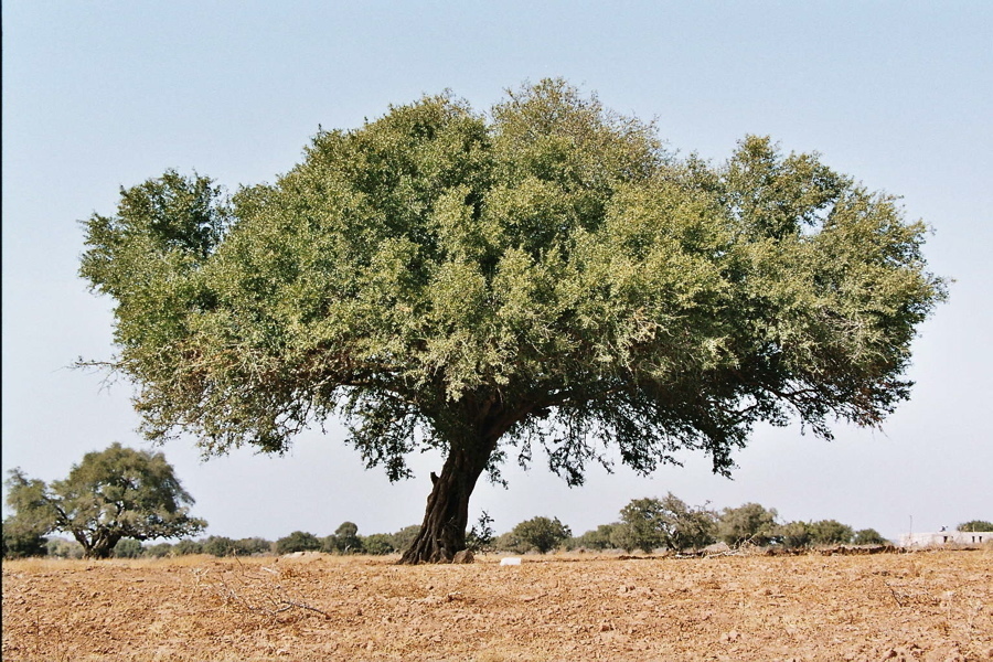 Der Arganbaum