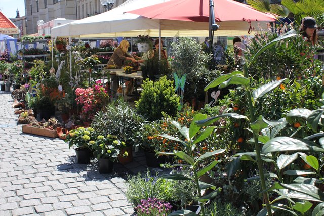 Der Fürther Gartenmarkt ist täglich von 9.30 bis 18.30 Uhr geöffnet.	Foto: Ebersberger