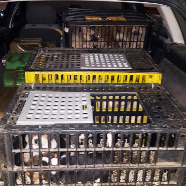 42 Welpen gerettet - 2. Illegaler Welpentransport 2017. | Foto: Tierheim Nürnberg