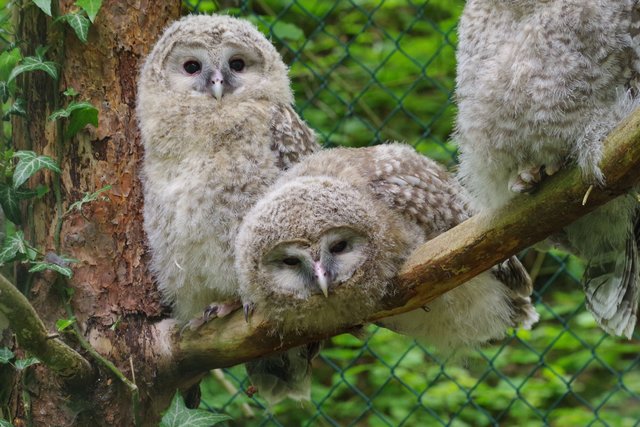 Nachwuchs der Uralkäuze im Tiergarten Nürnberg von 2017.