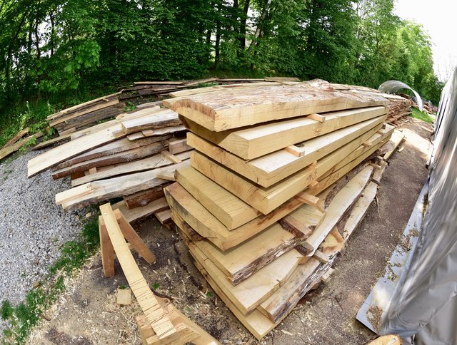 Hinter dem Zelt lagert ein gewaltiger Holzstapel. Eine Eiche, eine Tanne und zwölf Kiefern aus dem Staatswald sind nötig. Foto: © Peter Maskow