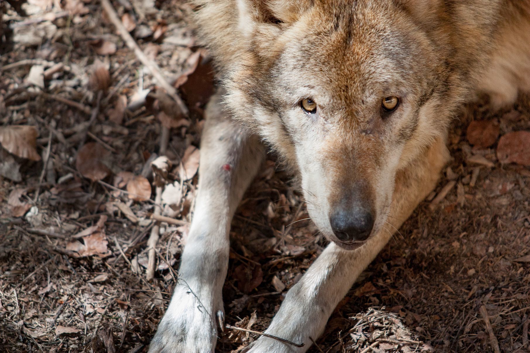 Der Wolf fühlt sich im Gehege des Wildparks sichtbar wohl. Foto: R. Rosenbauer