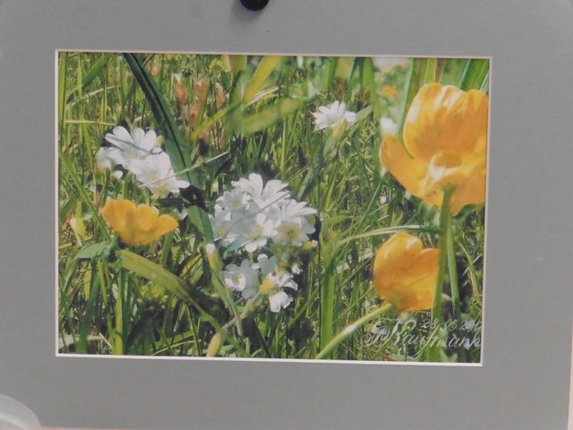 Wiesenstück im Mai 2017, Aquarell Gunter Kaufmann. Albrecht Dürer aus Nürnberg ist auferstanden.