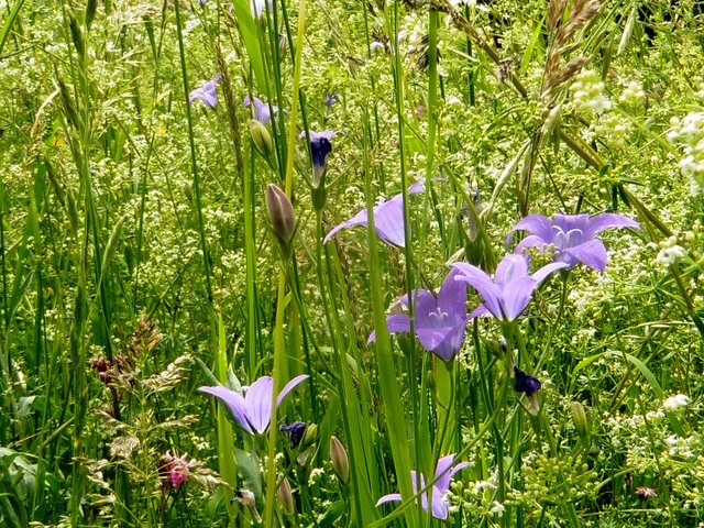 Frühlingswiese bei Himmelgarten