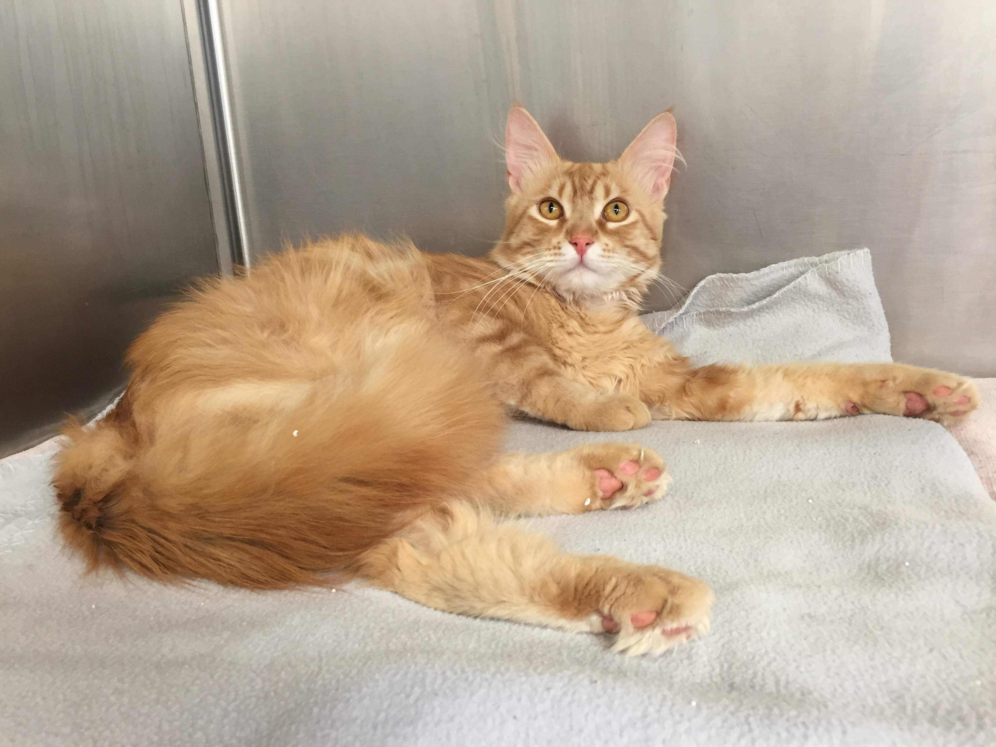 Der rote Kater wurde in Röthenbach im Landkreis Nürnberger Land gefunden und ins Tierheim gebracht. Besitzer konnten bisher nicht ermittelt werden.