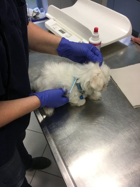 Illegaler Welpentransport aus Rumänien in Nürnberg gestoppt. Die noch nicht mal vier Wochen alten Malteserbabys sind jetzt im Tierheim Nürnberg. | Foto: Tierheim Nürnberg