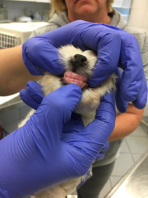 Illegaler Welpentransport aus Rumänien in Nürnberg gestoppt. Die noch nicht mal vier Wochen alten Malteserbabys sind jetzt im Tierheim Nürnberg. | Foto: Tierheim Nürnberg