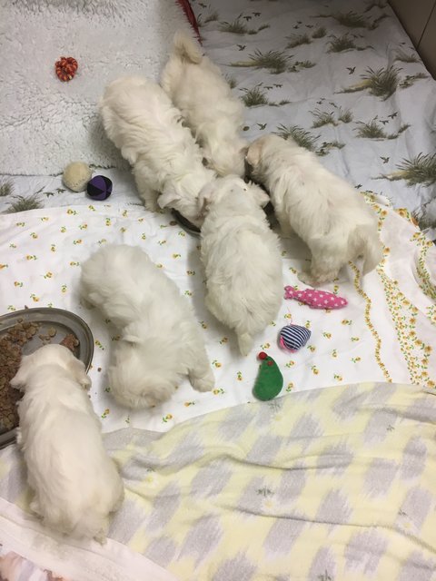 Illegaler Welpentransport aus Rumänien in Nürnberg gestoppt. Die noch nicht mal vier Wochen alten Malteserbabys sind jetzt im Tierheim Nürnberg. | Foto: Tierheim Nürnberg