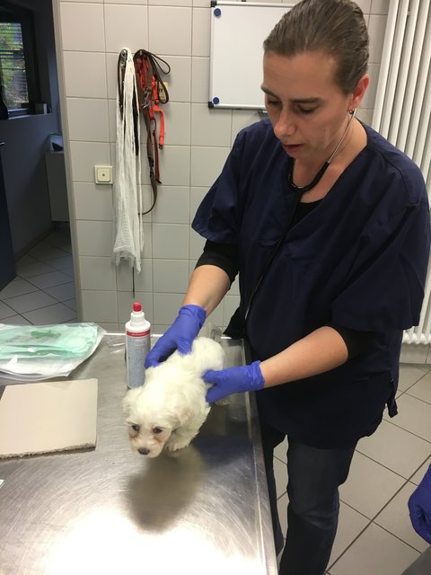 Illegaler Welpentransport aus Rumänien in Nürnberg gestoppt. Die noch nicht mal vier Wochen alten Malteserbabys sind jetzt im Tierheim Nürnberg. | Foto: Tierheim Nürnberg