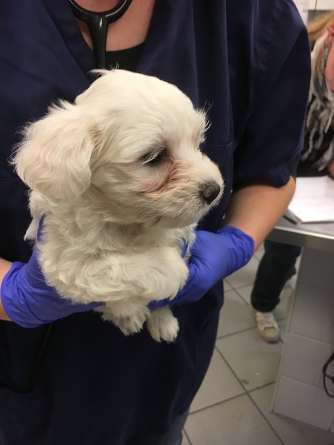 Illegaler Welpentransport aus Rumänien in Nürnberg gestoppt. Die noch nicht mal vier Wochen alten Malteserbabys sind jetzt im Tierheim Nürnberg. | Foto: Tierheim Nürnberg