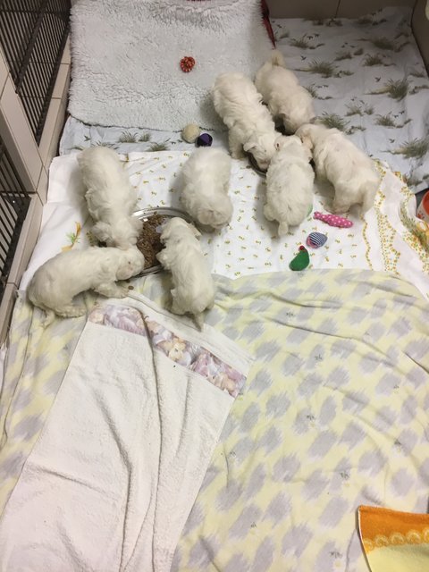 Illegaler Welpentransport aus Rumänien in Nürnberg gestoppt. Die noch nicht mal vier Wochen alten Malteserbabys sind jetzt im Tierheim Nürnberg. | Foto: Tierheim Nürnberg
