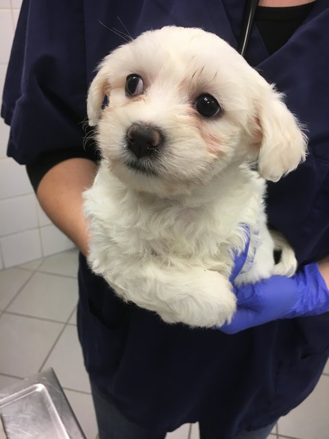 Illegaler Welpentransport aus Rumänien in Nürnberg gestoppt. Die noch nicht mal vier Wochen alten Malteserbabys sind jetzt im Tierheim Nürnberg. | Foto: Tierheim Nürnberg