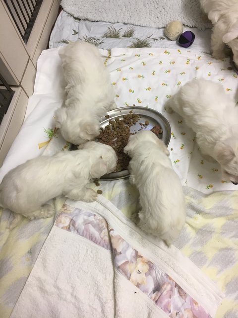 Illegaler Welpentransport aus Rumänien in Nürnberg gestoppt. Die noch nicht mal vier Wochen alten Malteserbabys sind jetzt im Tierheim Nürnberg. | Foto: Tierheim Nürnberg