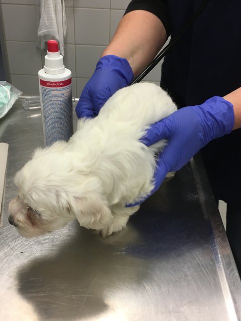Illegaler Welpentransport aus Rumänien in Nürnberg gestoppt. Die noch nicht mal vier Wochen alten Malteserbabys sind jetzt im Tierheim Nürnberg. | Foto: Tierheim Nürnberg