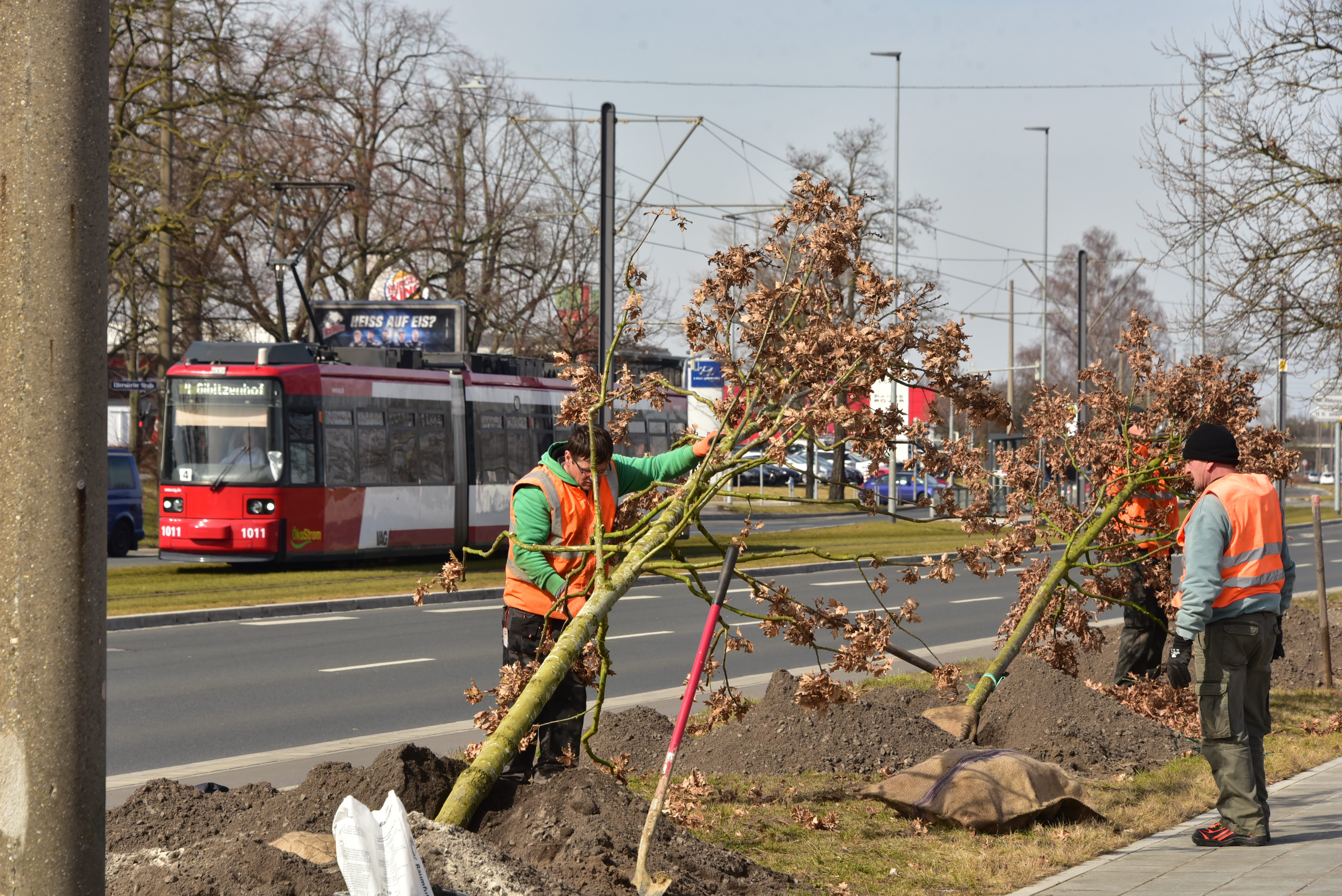 Die Bepflanzung der Neubaustrecke der Straßenbahnlinie 4 zwischen den Haltestellen Am Wegfeld und Thon geht in die letzte Phase.