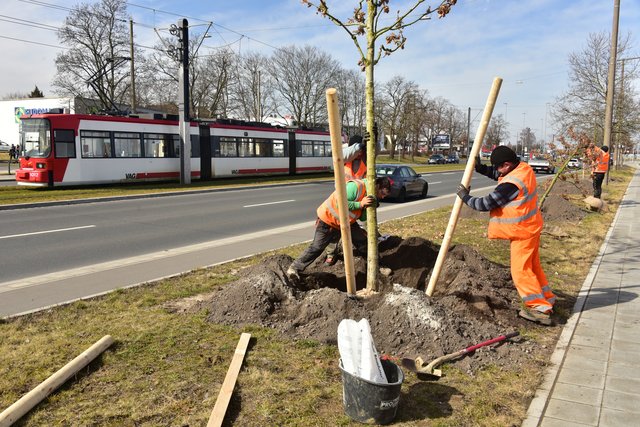 Die Bepflanzung der Neubaustrecke der Straßenbahnlinie 4 zwischen den Haltestellen Am Wegfeld und Thon geht in die letzte Phase. | Foto: VAG – Claus Felix