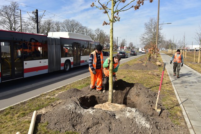 Die Bepflanzung der Neubaustrecke der Straßenbahnlinie 4 zwischen den Haltestellen Am Wegfeld und Thon geht in die letzte Phase. | Foto: VAG – Claus Felix