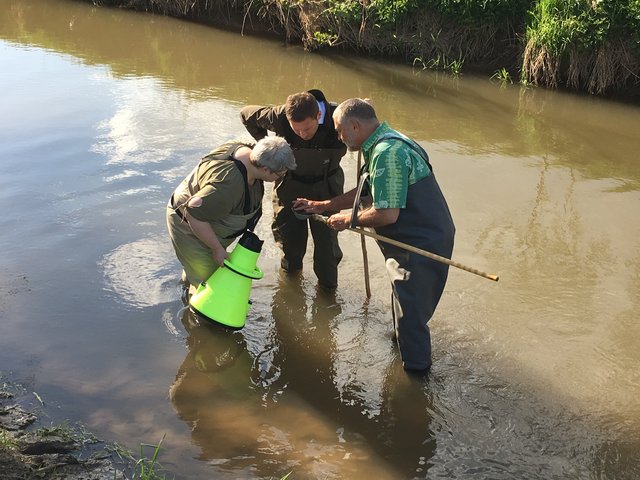 Auf der Suche nach den selten gewordenen Fluss- und Teichbewohnern: Silvia Sörgel, Muschelberaterin im Landkreis Fürth, Landrat Matthias Dießl und Andreas Leßmann von der Unteren Naturschutzbehörde.