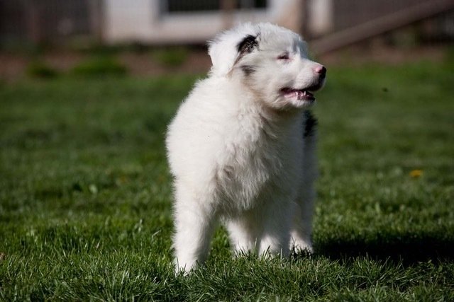 Welpe Floh ist ein Australian Shepherd Welpe. | Foto: Tierheim Nürnberg