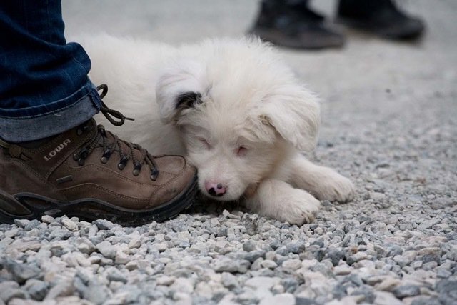 Welpe Floh ist ein Australian Shepherd Welpe. | Foto: Tierheim Nürnberg