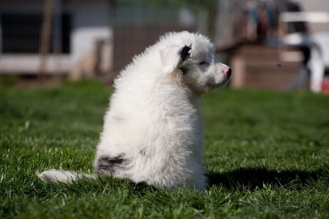 Welpe Floh ist ein Australian Shepherd Welpe. | Foto: Tierheim Nürnberg