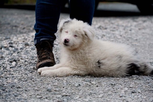 Welpe Floh ist ein Australian Shepherd Welpe. | Foto: Tierheim Nürnberg