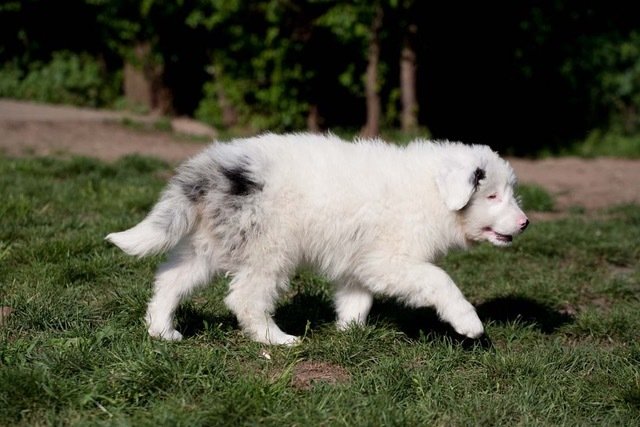 Welpe Floh ist ein Australian Shepherd Welpe. | Foto: Tierheim Nürnberg