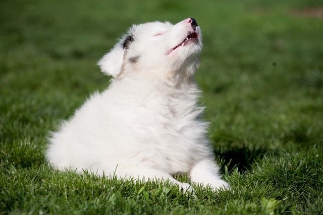 Welpe Floh ist ein Australian Shepherd Welpe. | Foto: Tierheim Nürnberg
