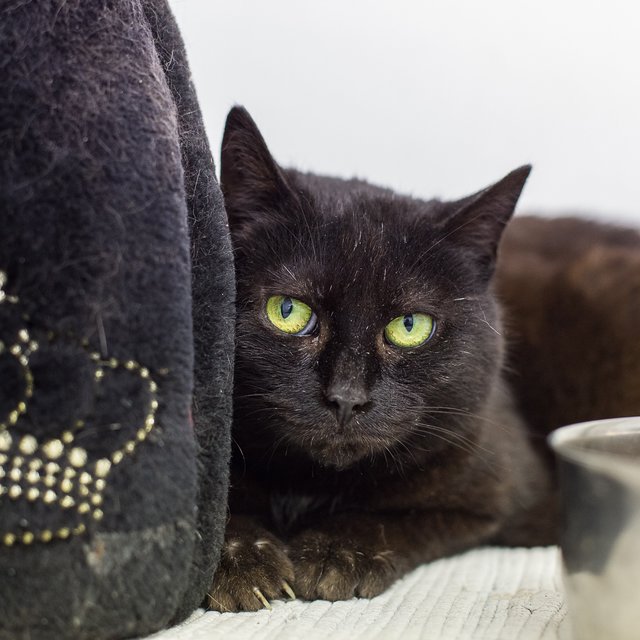 Als royale Schönheit ist Kessy ein echter Blickfang.