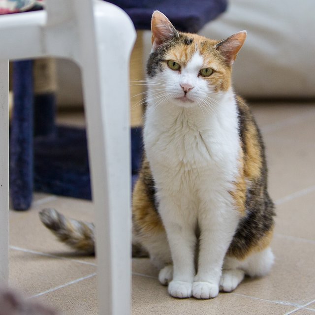 Kaum eine Katze schurrt so schön wie Mercedes.