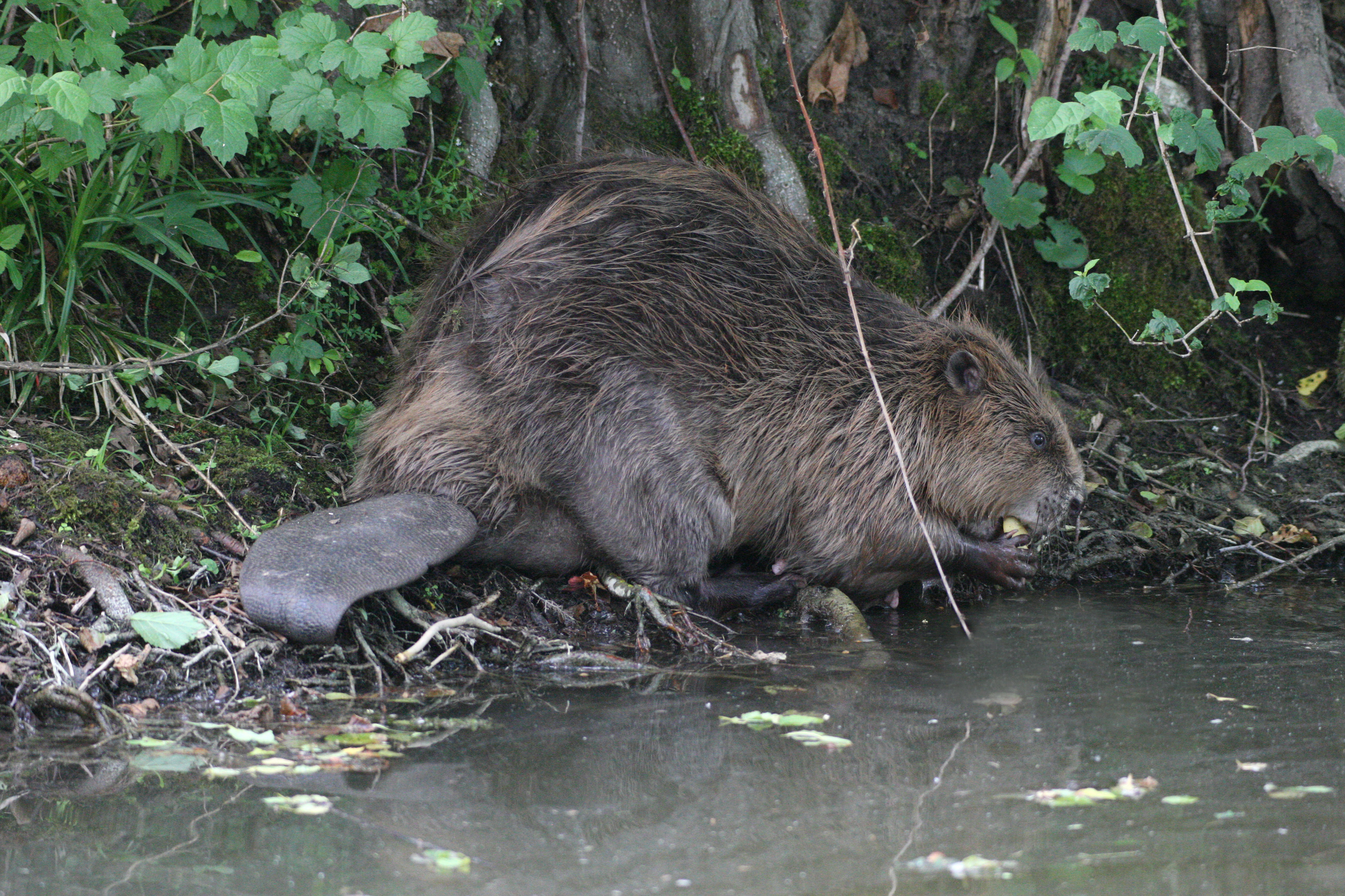 In der Natur lässt sich der meist nachtaktive und scheue Biber nicht gerne fotografieren, aber seine Spuren sind unübersehbar.