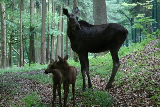 Elchnachwuchs im Wildpark Hundshaupten