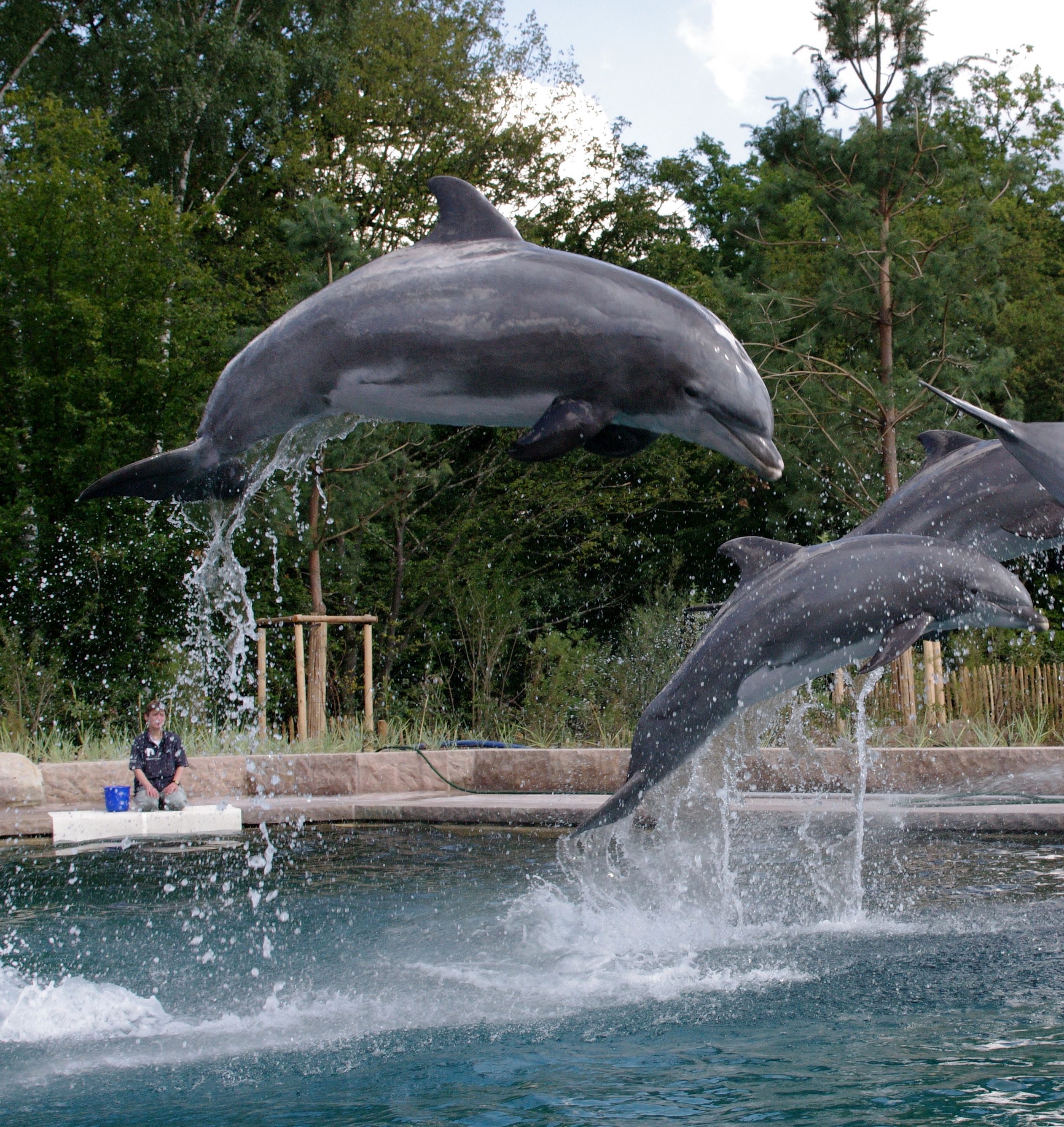 Moby (links im Bild) beim Sprungtraining in der Delfinlagune zusammen mit anderen Delfinen.
