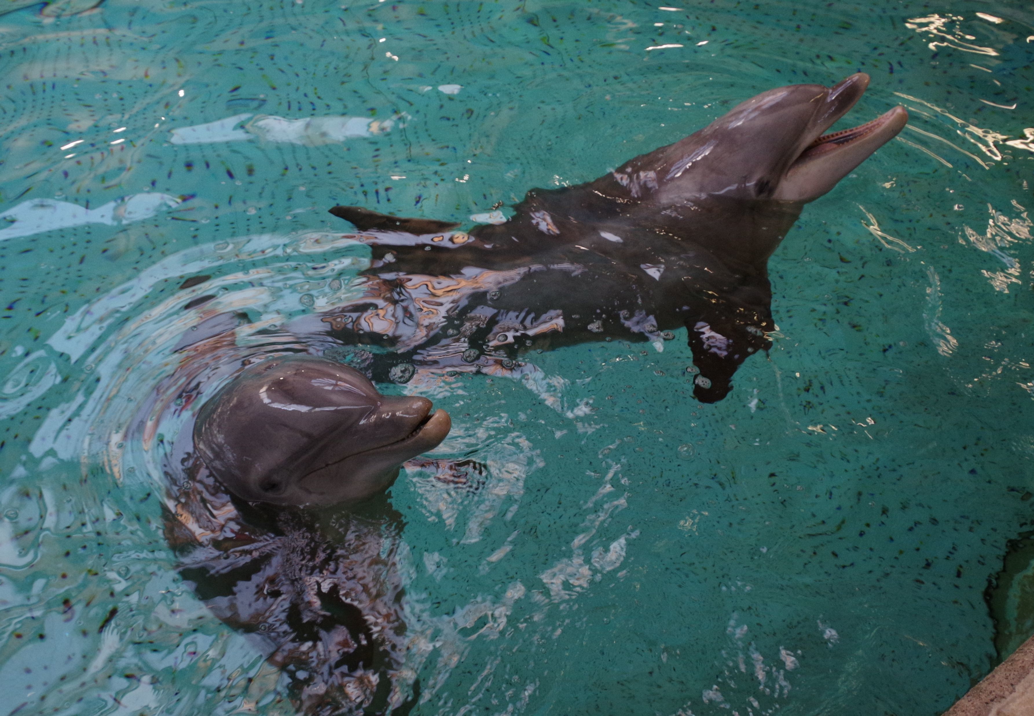 Delfinweibchen Nynke ist nach zehn Jahren in den Tiergarten der Stadt Nürnberg zurückgekehrt. Am Tag ihrer Ankunft schwimmt Nynke (rechts) mit Delfinweibchen Jenny in einem Becken der Delfinanlage.