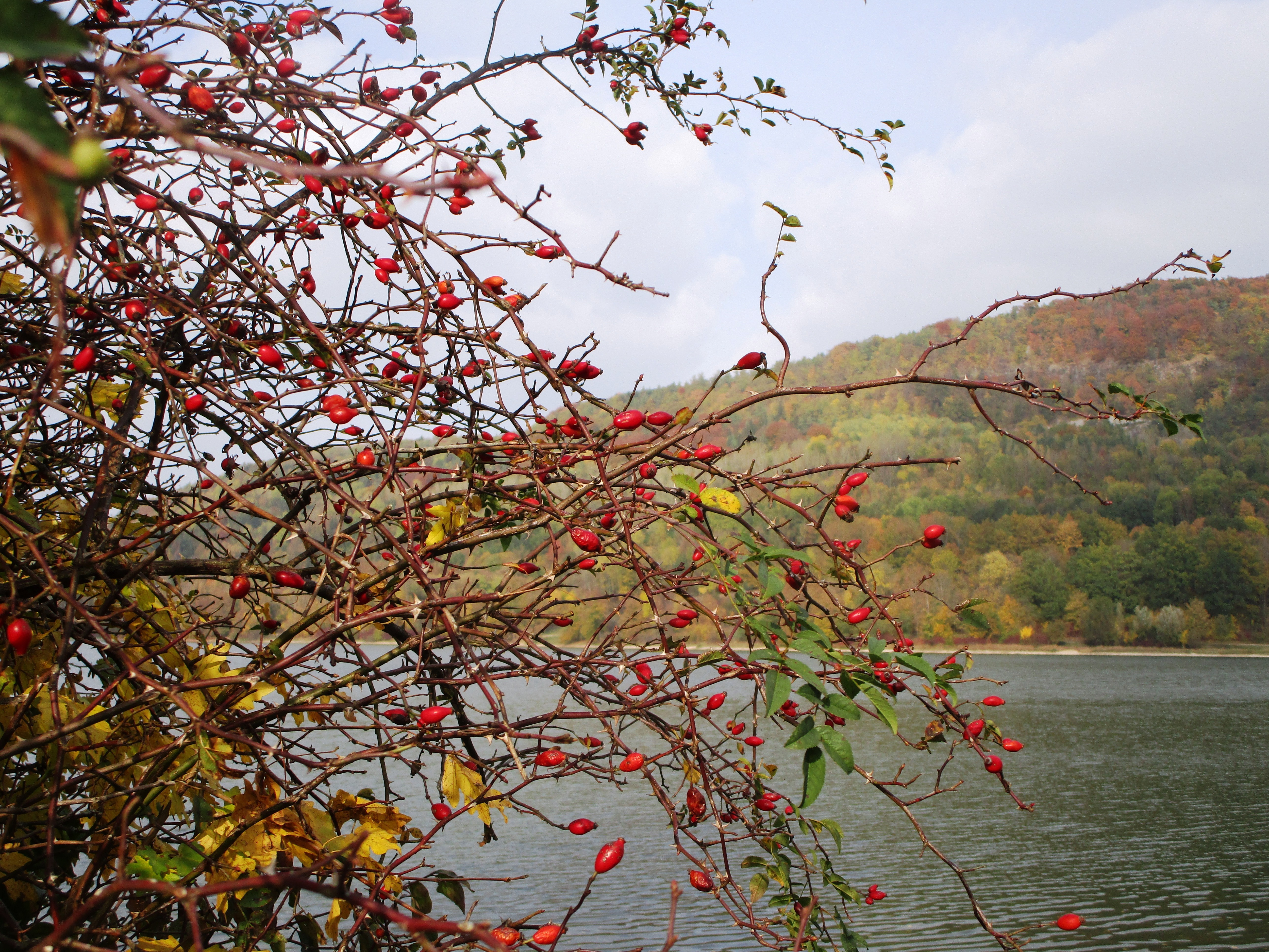 Hagebutten am See