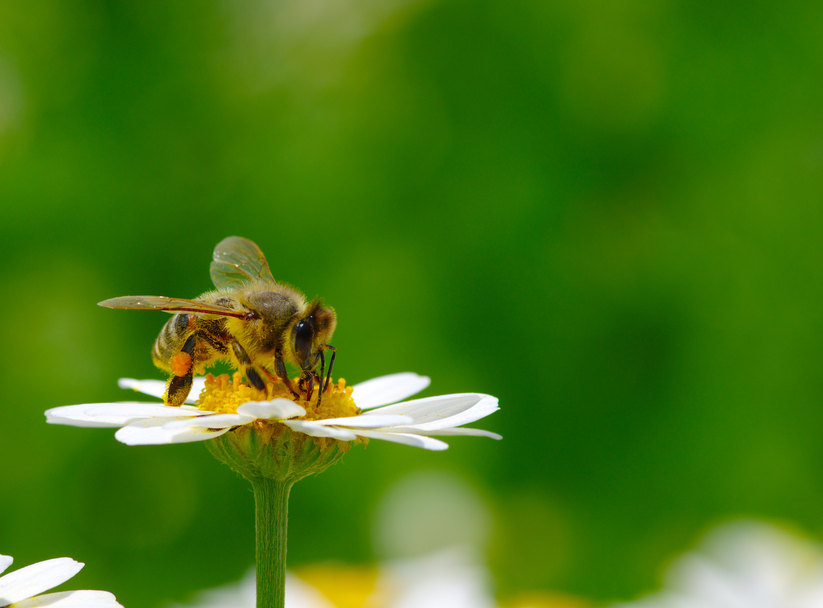 N2025: #Beedabei: 227 Blumenkästen mit Bienenfutterpflanzen sollen 2019 in der Nürnberger Innenstadt aufgestellt und dann an Interessierte verteilt werden.